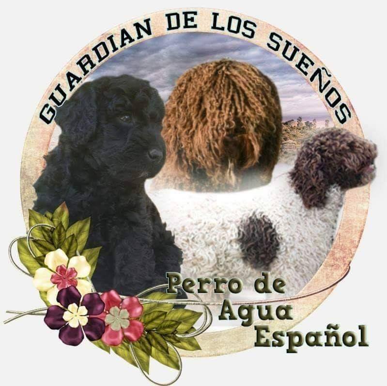 Guardián de los Sueños, cría y selección de perros de agua español en Madrid. Cachorros de perro de agua español en Madrid. Cría de perros de agua español en España. Compra de cachorros de perro de agua a nivel nacional. Criadero de perros de agua España. Comprar cachorro de perro de agua en Madrid. Perros de agua adultos en España. Perros de agua españoles para venta en Madrid. Crías de perro de agua español